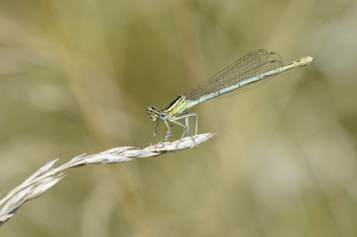 Platycnemis pennipes Platycnemis pennipes