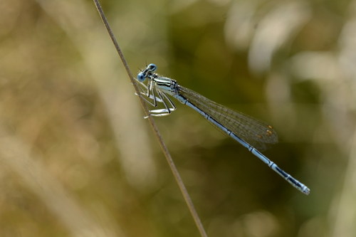 Platycnemis pennipes Platycnemis pennipes