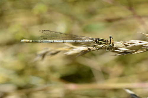 Platycnemis pennipes Platycnemis pennipes