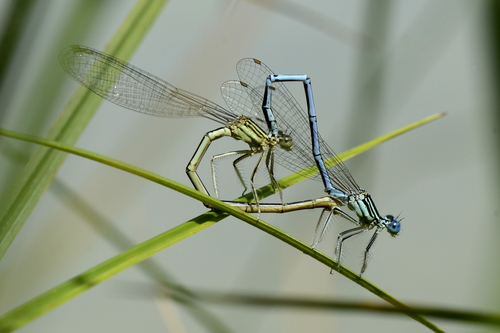 Platycnemis pennipes Platycnemis pennipes