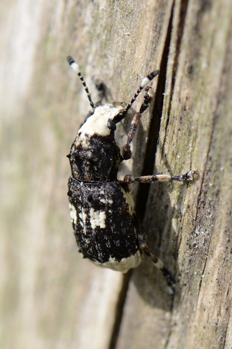 Platystomos albinus