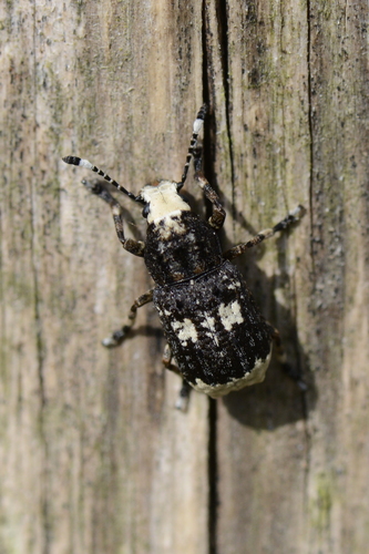 Platystomos albinus
