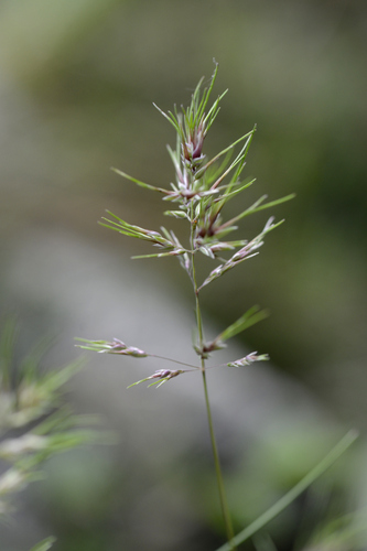 Poa bulbosa