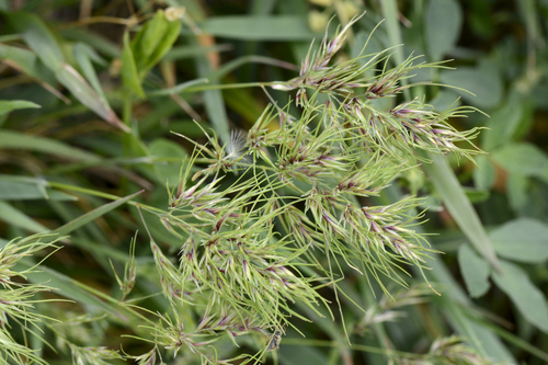 Poa bulbosa