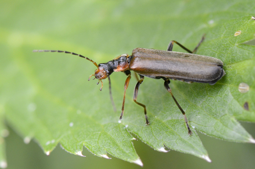 Podabrus alpinus