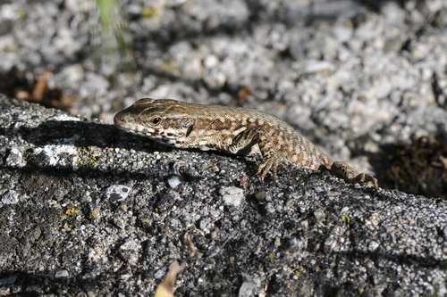 Podarcis muralis