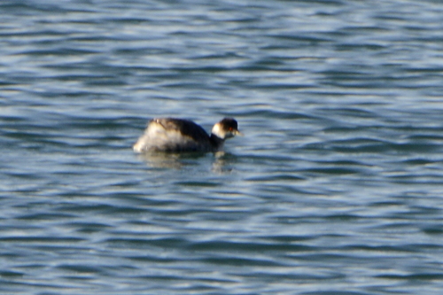 Podiceps nigricollis