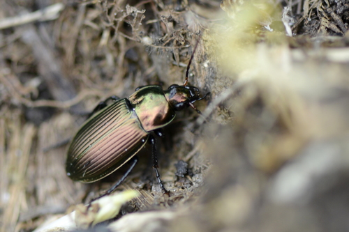 Poecilus versicolor