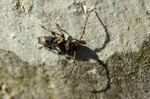 Pogonocherus hispidus