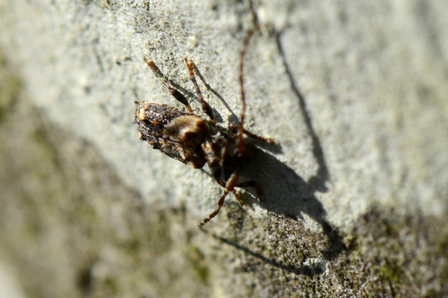 Pogonocherus hispidus