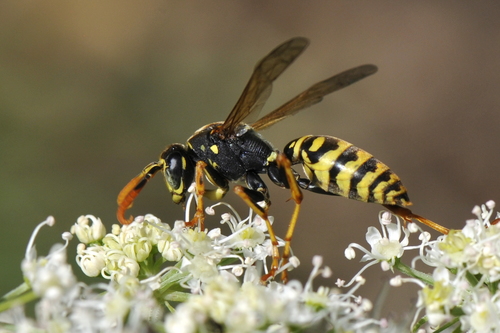 Polistes