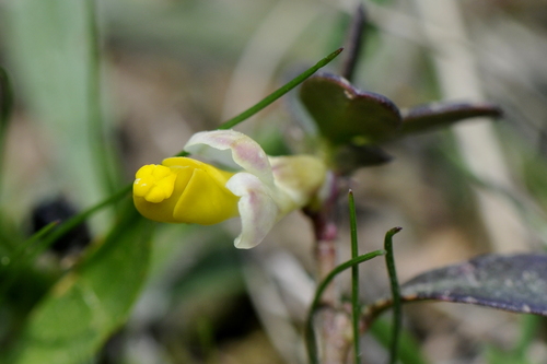 Polygala chamaebuxus