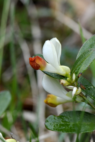 Polygala chamaebuxus
