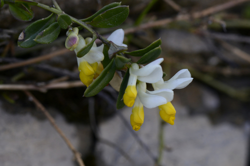 Polygala chamaebuxus
