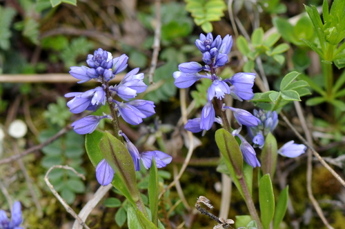 Polygala