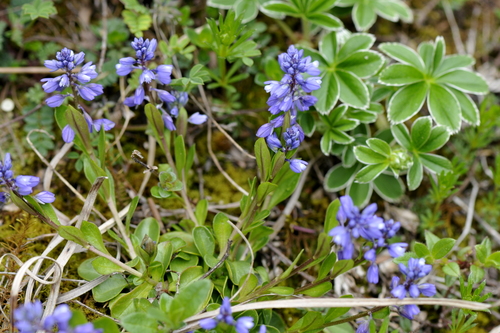 Polygala