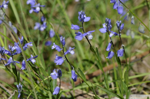Polygala