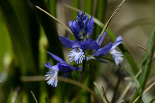 Polygala
