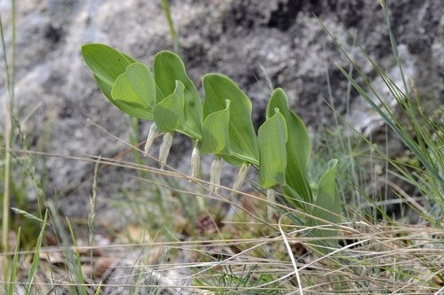 Polygonatum odoratum