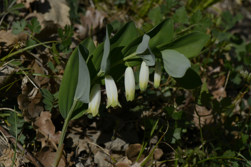 Polygonatum odoratum