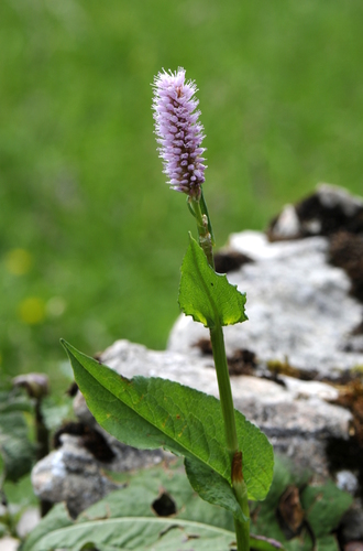 Polygonum bistorta