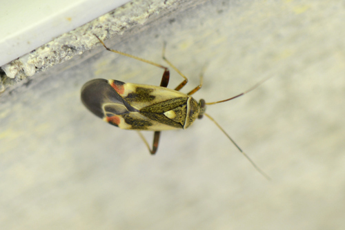 Polymerus unifasciatus