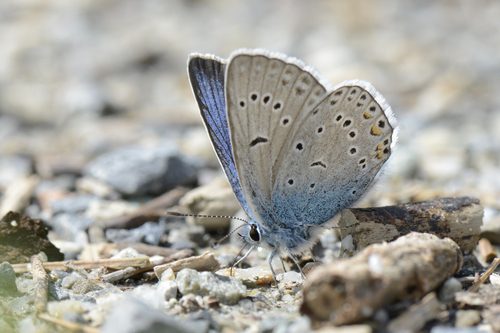 Polyommatus amandus
