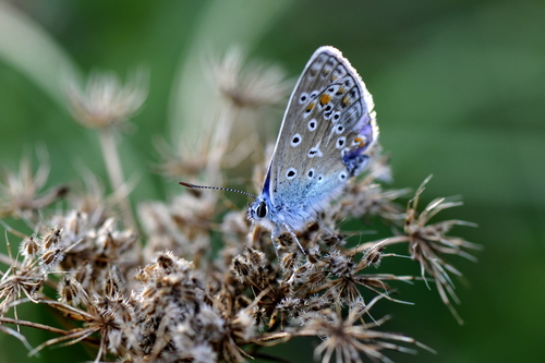 Polyommatus bellargus