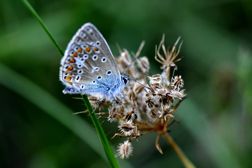 Polyommatus bellargus
