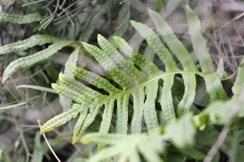 Polypodium cambricum
