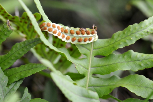Polypodium cambricum