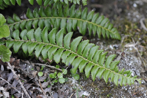 Polystichum lonchitis
