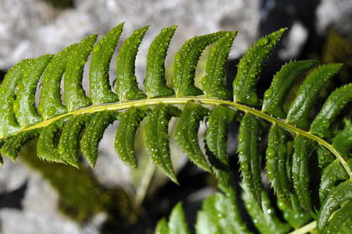Polystichum lonchitis