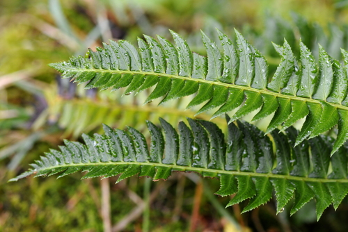 Polystichum lonchitis