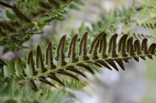 Polystichum lonchitis