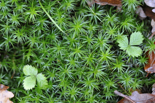 Polytrichum formosum