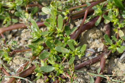Portulaca oleracea