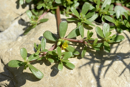 Portulaca oleracea