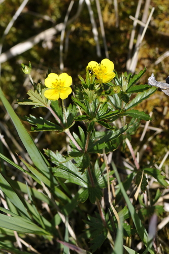 Potentilla erecta