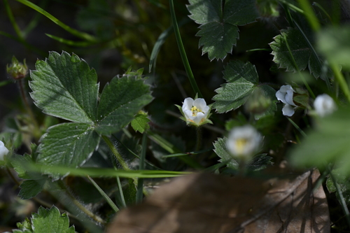 Potentilla sterilis