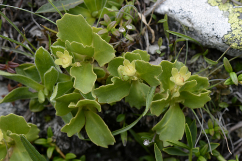 Primula hirsuta