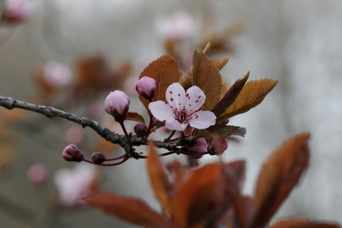 Prunus cerasifera
