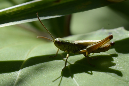 Pseudochorthippus parallelus