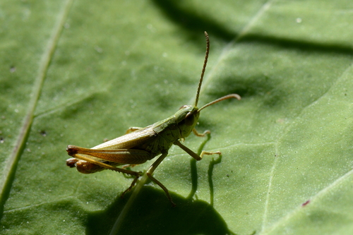 Pseudochorthippus parallelus