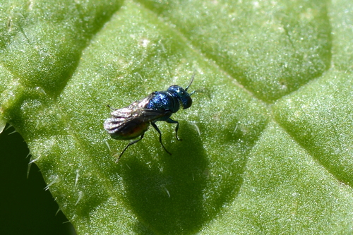 Pseudomalus Pseudomalus