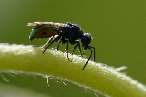 Pseudomalus Pseudomalus