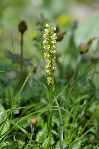 Pseudorchis albida