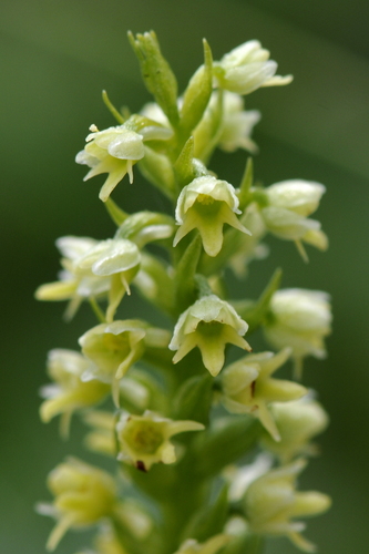 Pseudorchis albida
