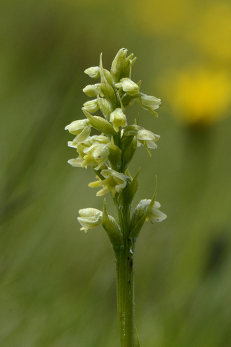 Pseudorchis albida