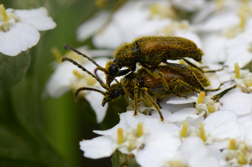 Pseudovadonia livida